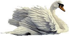cisne - Nemokamas animacinis gif