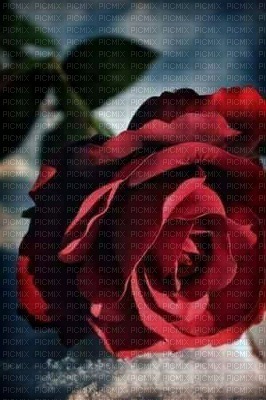 rose rouge - gratis png