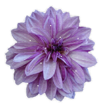 purple glitter flower - Animovaný GIF zadarmo