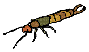 insect - Zdarma animovaný GIF