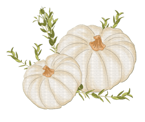 white pumpkin Bb2 - zadarmo png