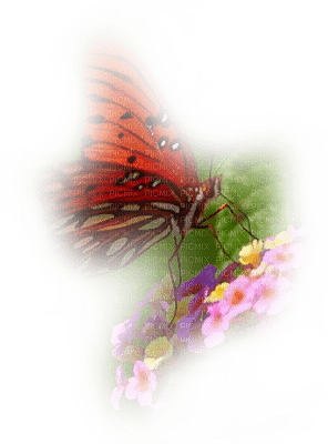 Kaz_Creations Deco Butterflies Butterfly Colours - besplatni png