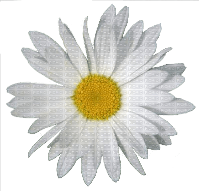 Kaz_Creations Deco Flower - png ฟรี