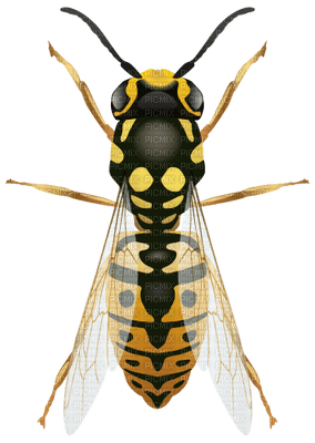 wasp - ilmainen png