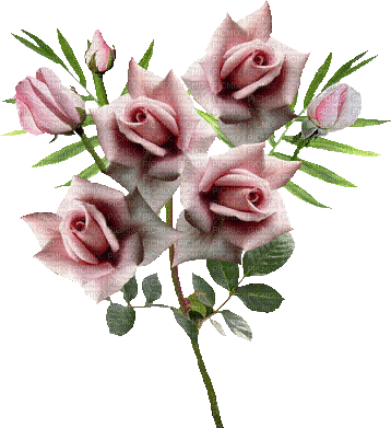 maj roses roses - GIF animate gratis