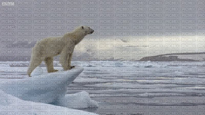 polar bear bp - Gratis animerad GIF