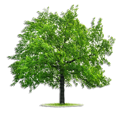 Tree - безплатен png