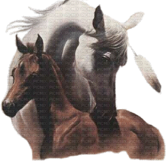 American Indian horse bp - Kostenlose animierte GIFs