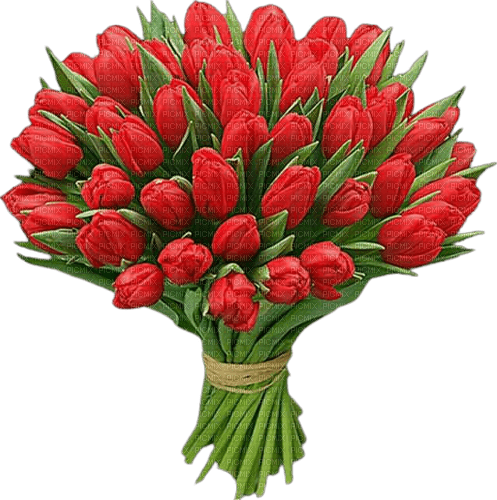 красные тюльпаны - безплатен png