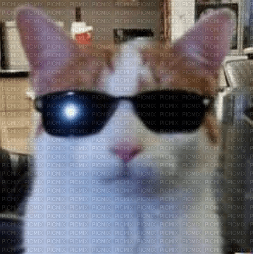 cat with swag - безплатен png