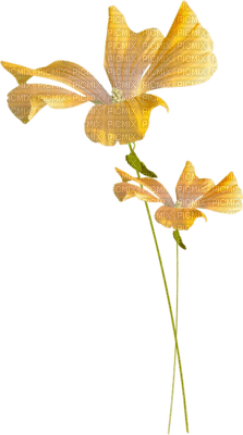 flowers two katrin - png ฟรี