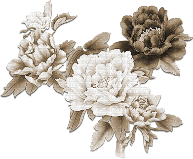soave deco flowers branch oriental spring sepia - Free PNG