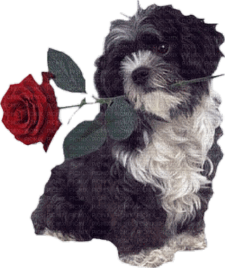 Dog with Red Rose - Free PNG