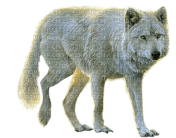 wolf katrin - ücretsiz png