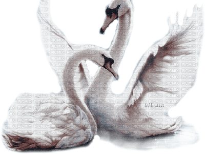 Y.A.M._Birds swans - безплатен png