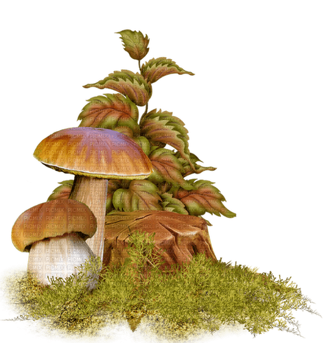 autumn deco mushroom kikkapink - besplatni png