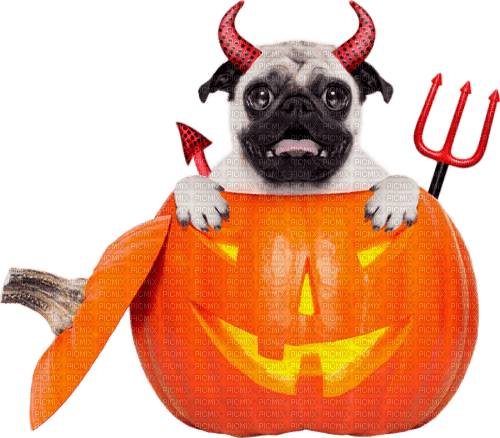 halloween pumpkin dog by nataliplus - ücretsiz png