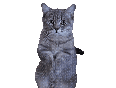 Nina cat - GIF animate gratis