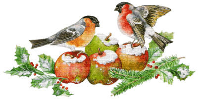 Christmas birds bp - darmowe png