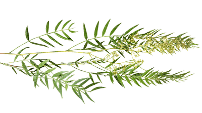 ehti lehdet luonto nature leaves sisustus decor - PNG gratuit