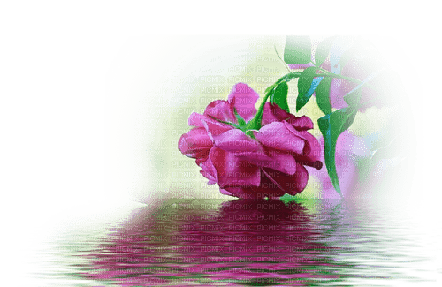 blomma-mörkrosa---flower-dark pink - Free PNG