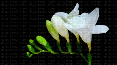 flores - GIF animate gratis