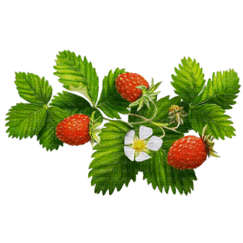 fraises - Бесплатни анимирани ГИФ