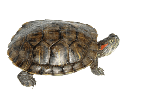 Turtle.Tortue.Tortuga terrestre.Victoriabea - PNG gratuit