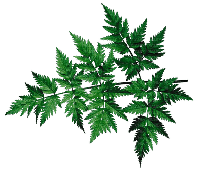 Minou-grön-blad kvist-green -leaf sprig - Free PNG