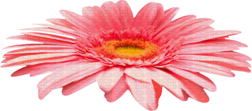 Flower.Yellow.Pink - 免费PNG