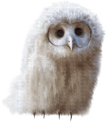owl bp - Free PNG