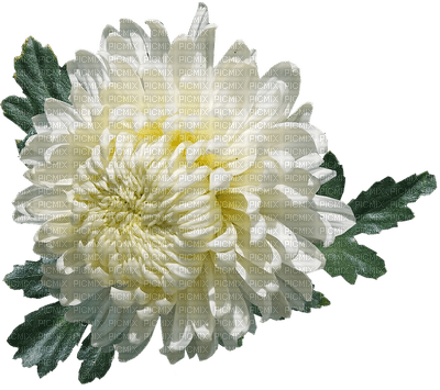 kukka fleur flower - ingyenes png