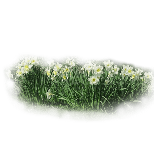 flores transparentes dubravka4 - png gratis