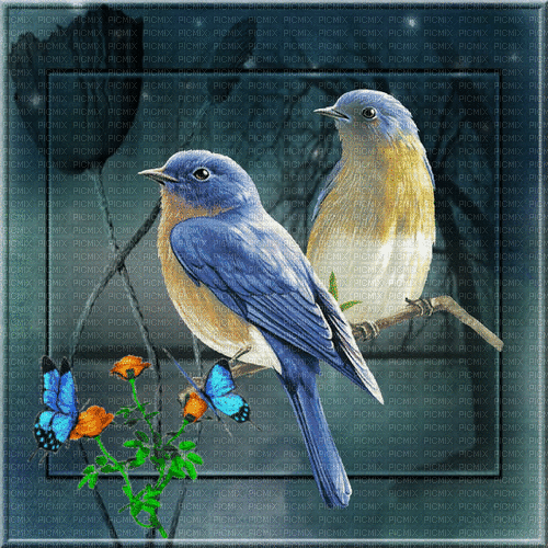 Oiseaux - Безплатен анимиран GIF