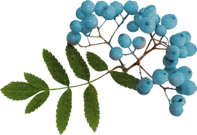 kvist-bär-blå - png grátis