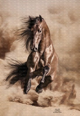 horse. horses bp - Free PNG