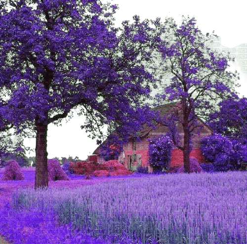 purple landscape lavender house trees - бесплатно png