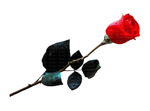 fleur, rose, gif, Pelageya - GIF animé gratuit