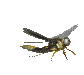 mosquito - GIF animado grátis