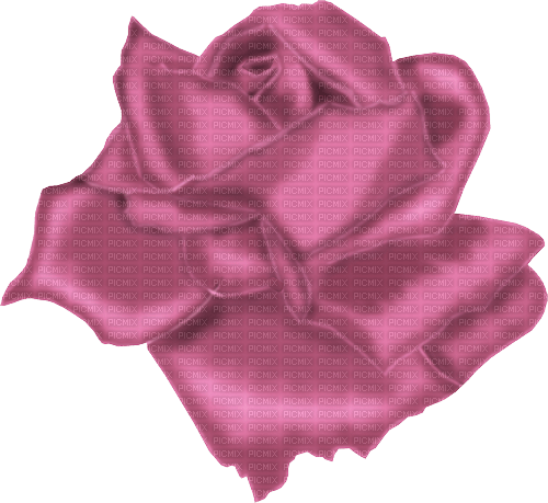 pink rose deco - png grátis