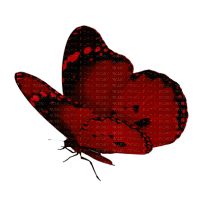 dulcineia8 borboletas - kostenlos png