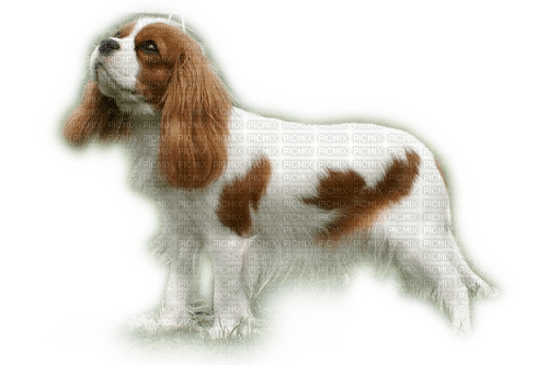 Cavalier King Charles Spaniel - δωρεάν png