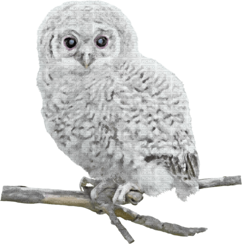 Owl-RM - png gratis