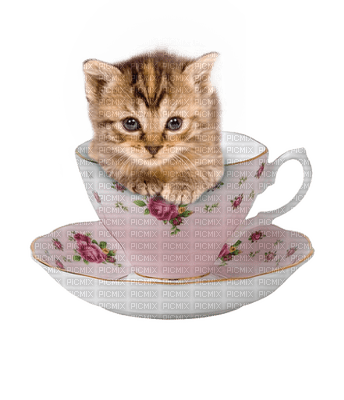cat chat katze  spring printemps  deco  fun  summer ete  tube  sommer animal animals cup tasse pink - PNG gratuit