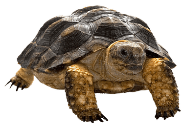 kilpikonna, turtle - безплатен png