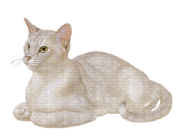 Kaz_Creations Animated Cat - Darmowy animowany GIF