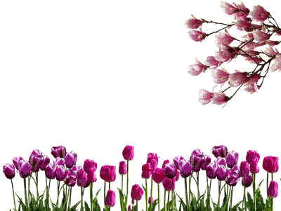 spring printemps frühling primavera весна wiosna tube deco flower fleur blossom bloom blüte fleurs blumen tulips garden jardin lit bed beet - nemokama png