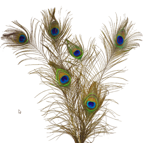 Peacock feather - png grátis