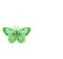 chantalmi   butterfly papillon vert green