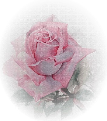 rose rose.Cheyenne63 - png gratuito